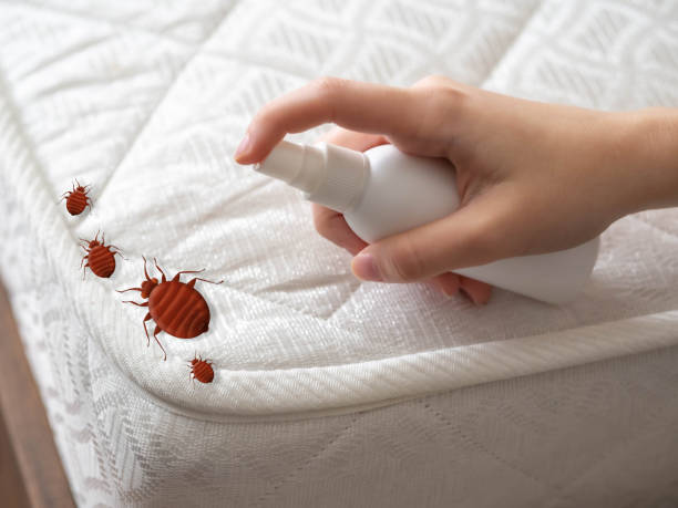 Best Ant Control Services  in Stlman Valley, IL