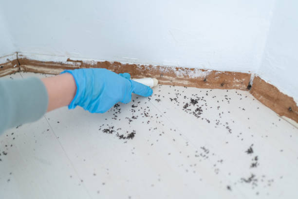 Best Bed Bug Extermination  in Stlman Valley, IL